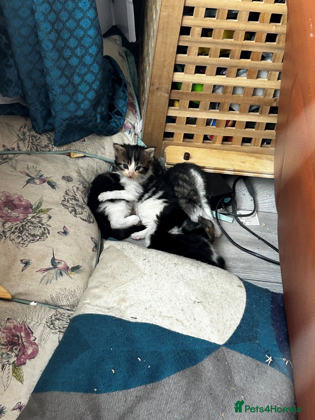 Maine Coon cats for sale: Unique Maine Coon Cross Kittens - Image 5