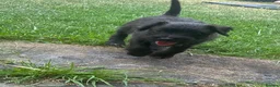 Mixed Breed dogs for sale: Black female LakelandPatterdale terrier - Advert 6