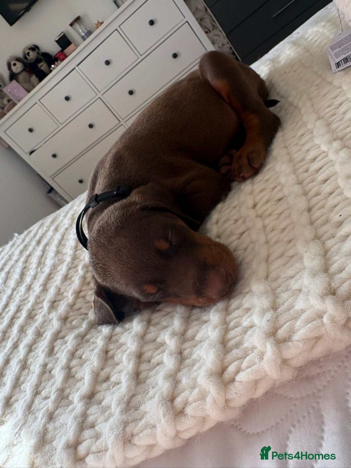 Dobermann dogs 12 stunning Doberman puppies - Advert 1