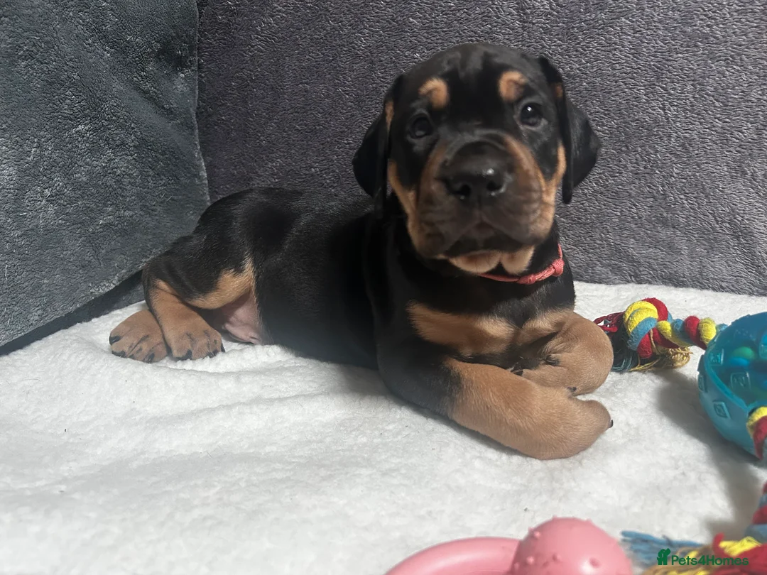 Mixed Breed dogs for sale: 🐾 Stunning Cane Corso Cross Puppies–Ready Soon 🐾 - Advert 25