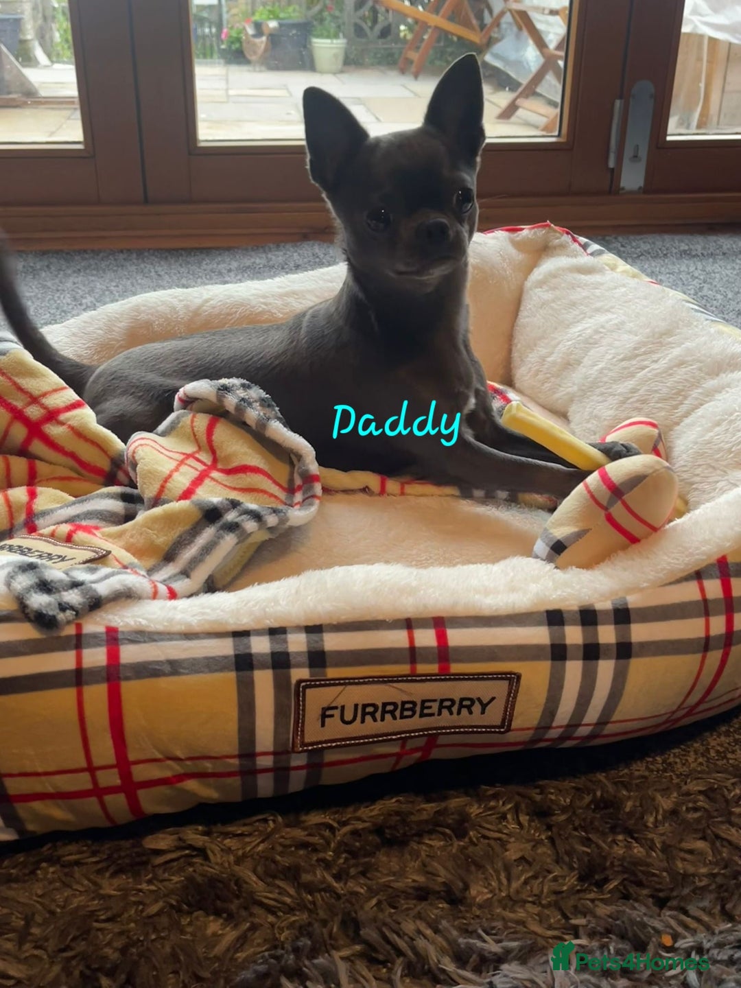 Chihuahua dogs for sale: ❤️Amazing Chihuahua Puppies - Image 15