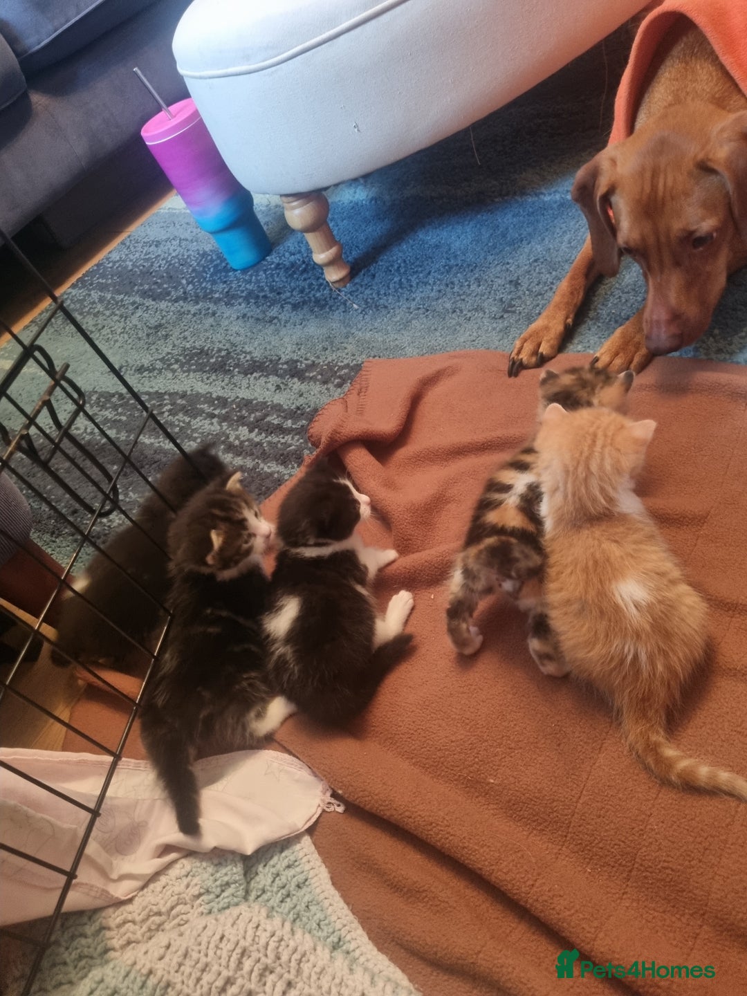 Mixed Breed cats for sale: Dog friendly kittens - Image 4