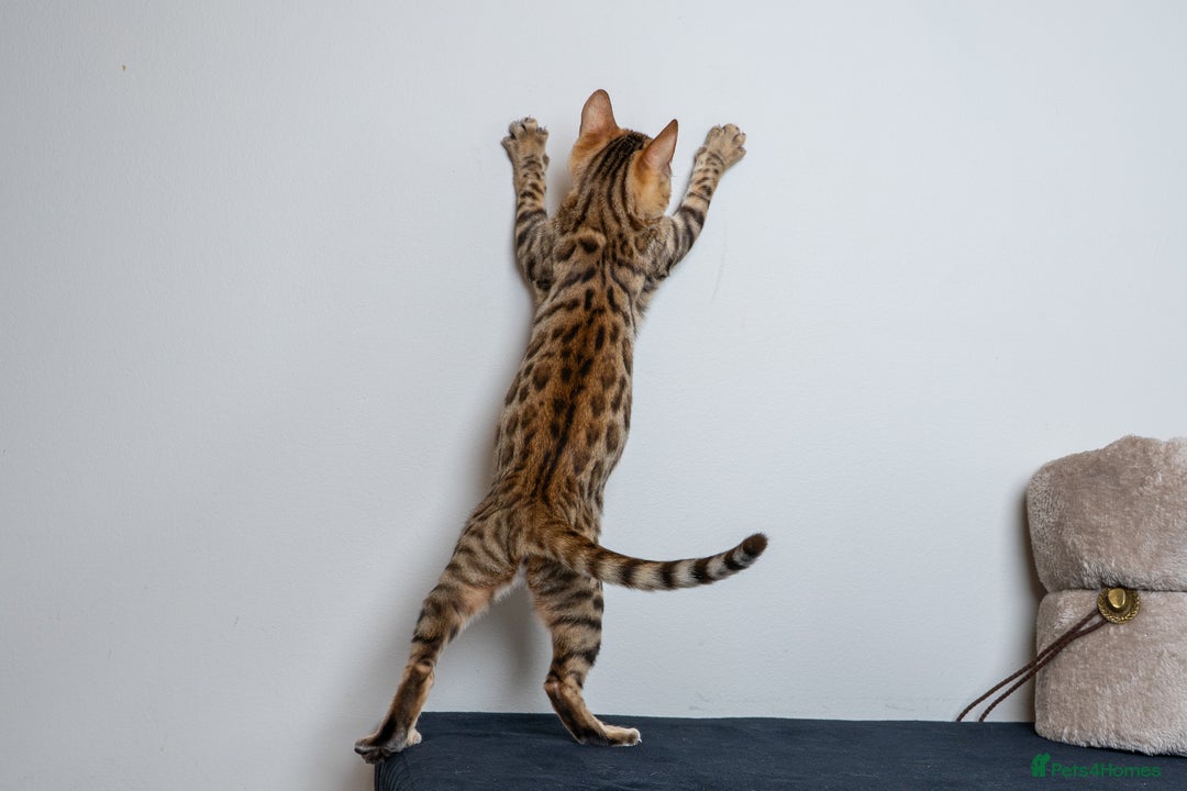 Bengal cats for sale: Stunning Bengal Girl- Top TICA pedigree- Ready NOW - Advert 18