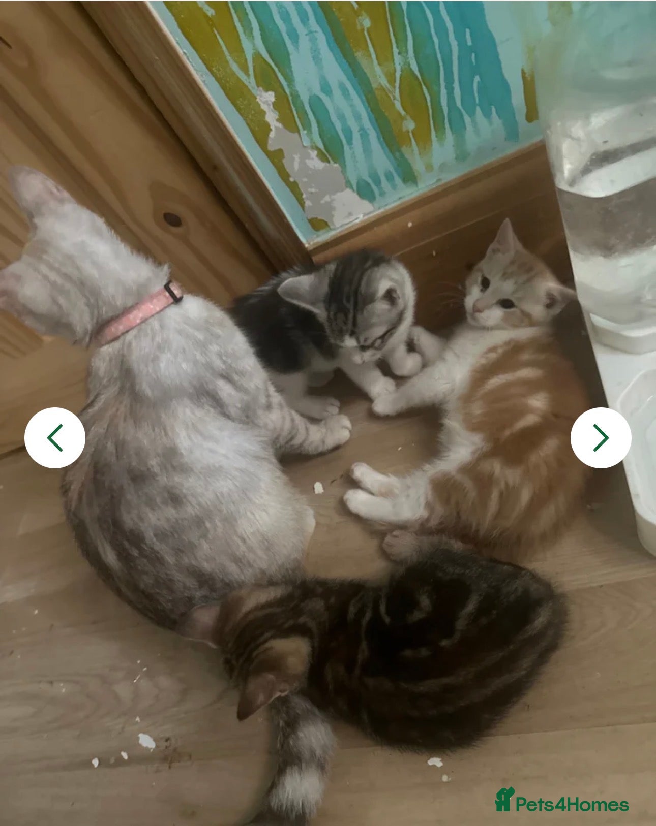 Mixed Breed cats Persian tabby - Advert 1