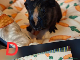 Guinea Pig rodents Lovely Baby guinea pigs looking for new home - Advert 2
