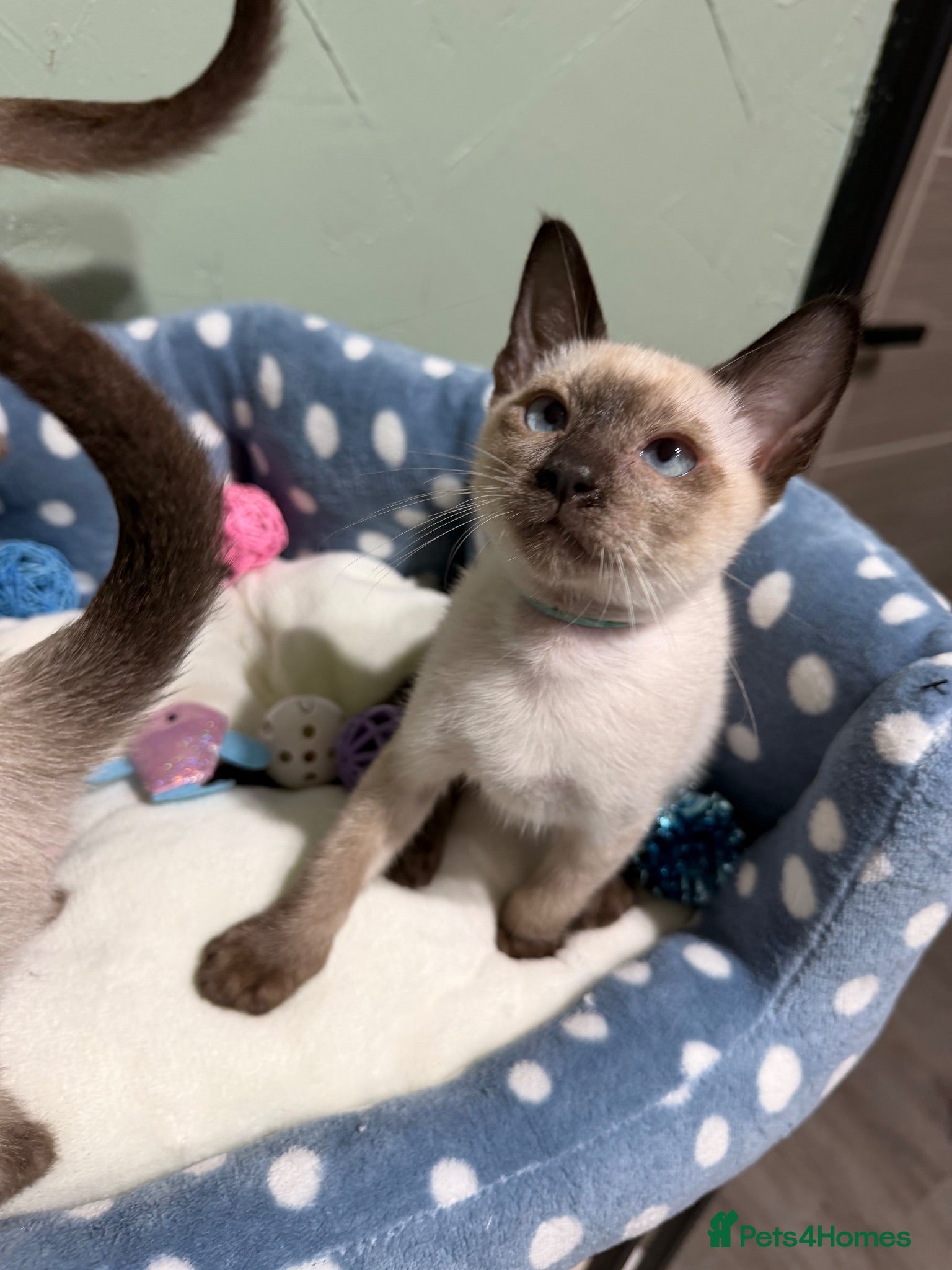 Siamese cats The Traditional Siamese Team🥰😻 - Advert 2