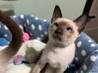 Siamese cats The Traditional Siamese Team🥰😻 - Advert 2