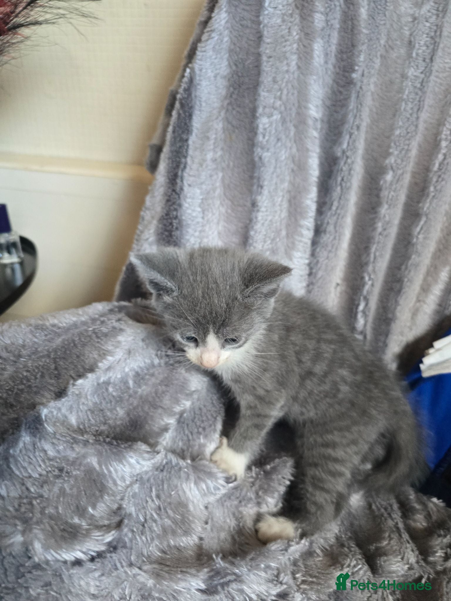 Brazilian Shorthair cats Lovely kittens  - Advert 1