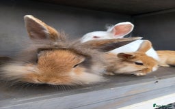 Mixed Breed rabbits for sale: Baby rabbits - Image 2