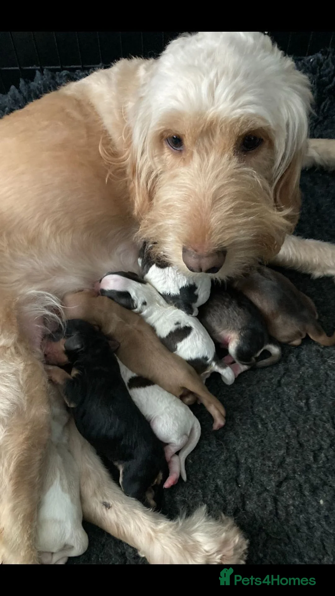 Cockapoo dogs for stud: Red Sable - Carrys Tan/Phantom, Parti & Chocolate in Eastleigh - Advert 5