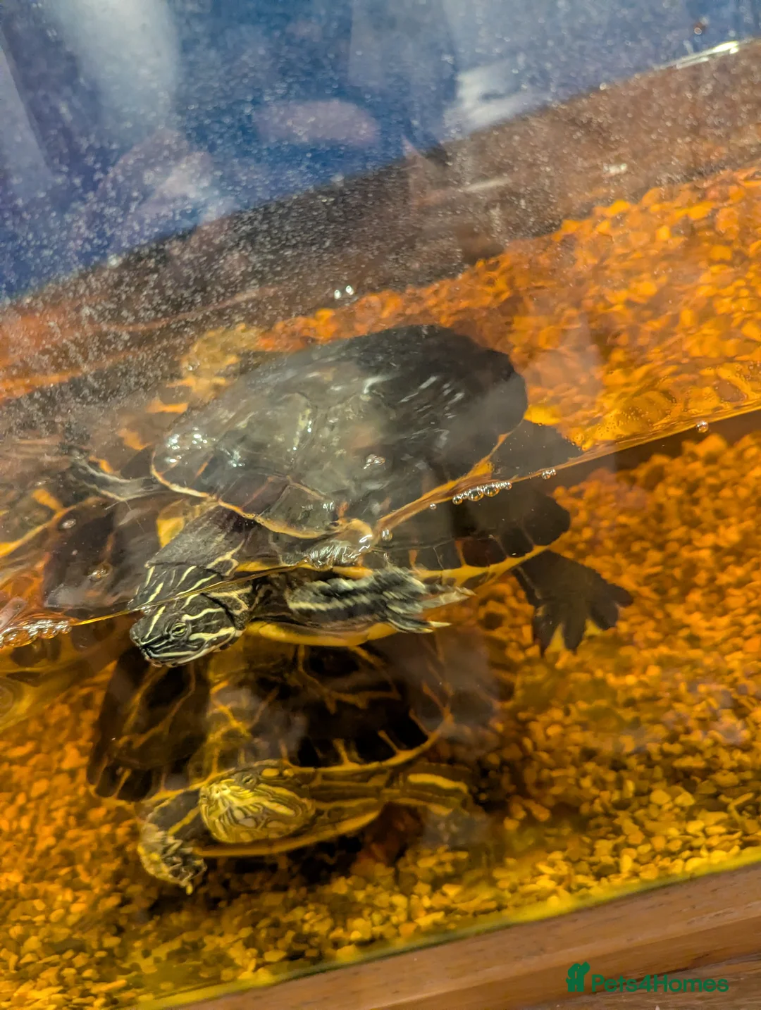 Turtle reptiles for sale: Turtle for sale for your pond - Advert 2