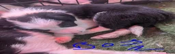 Border Collie dogs for sale: Border collie puppies  in Halifax - Advert 10