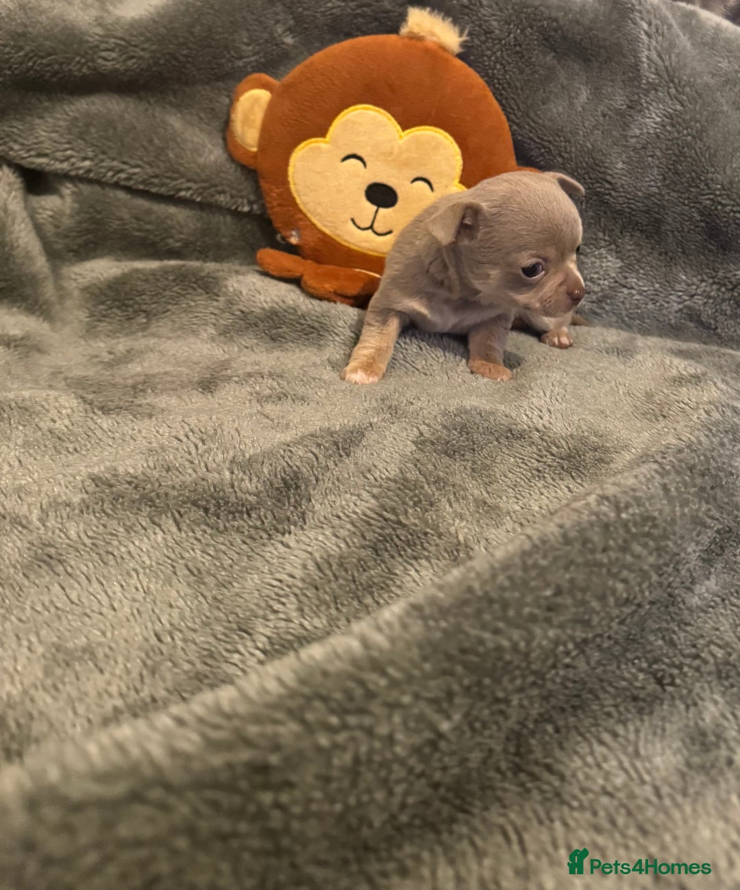 Chihuahua dogs for sale: *** STUNNING CHIHUAHUA LITTER**** - Advert 8