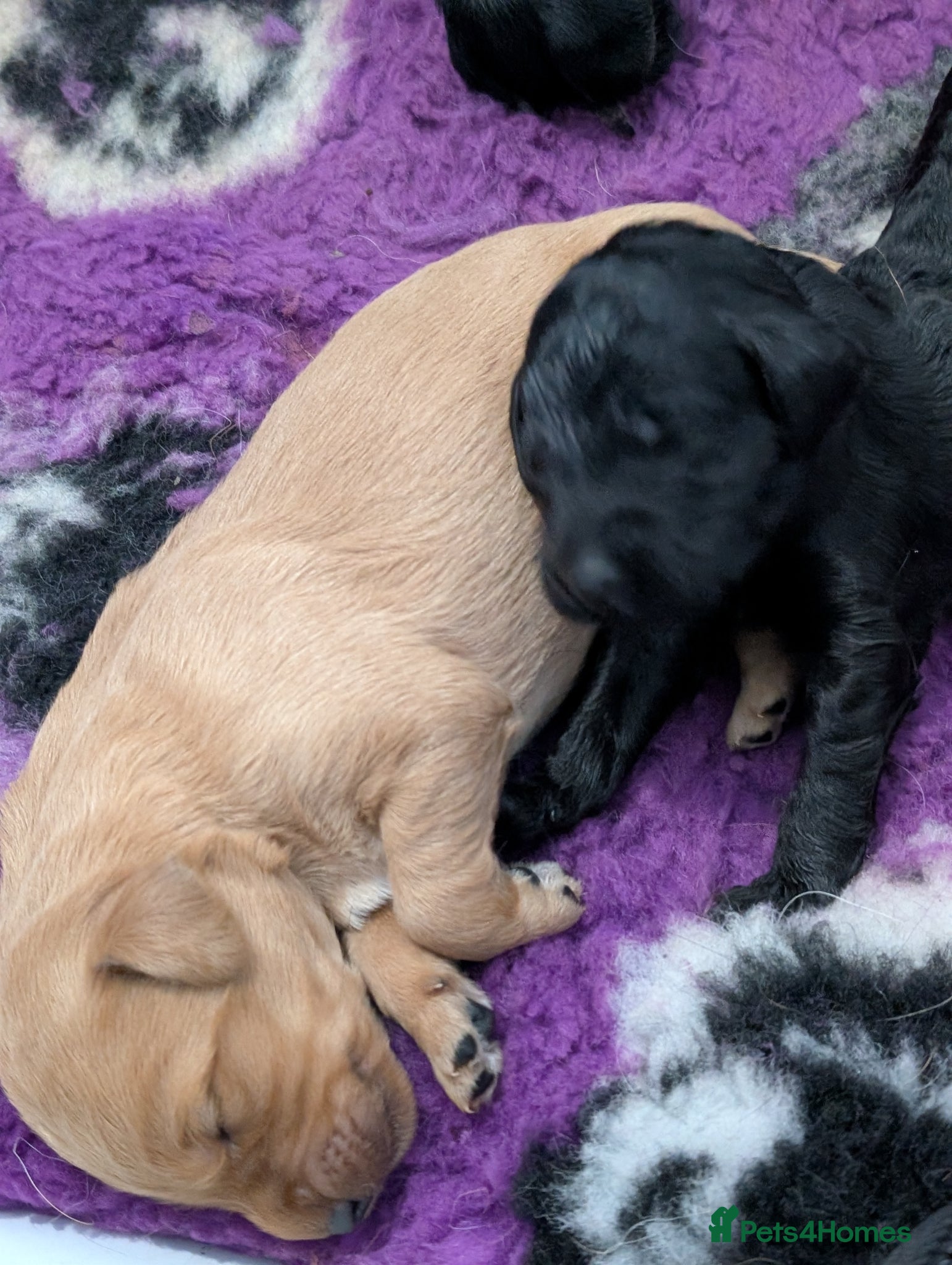 Labradoodle dogs for sale: Unique Labradoodles - Merle, Phantom, Black, Red - Advert 5