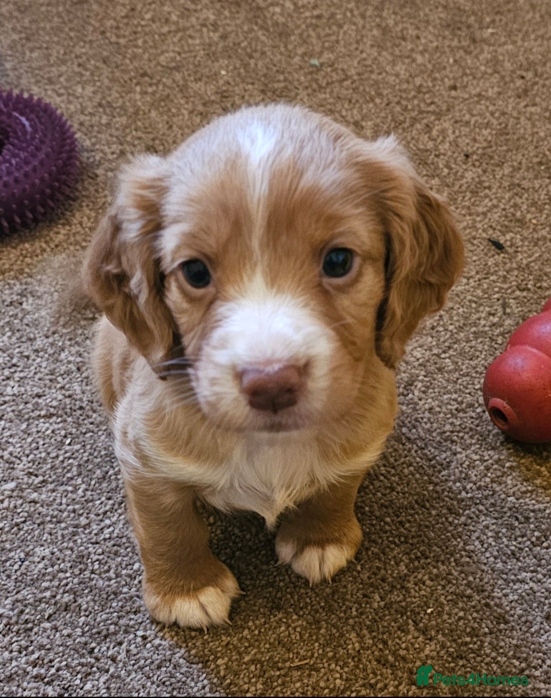 Cocker Spaniel dogs Working Cocker Spaniel Puppies  - Advert 1