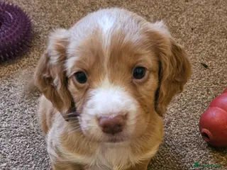 Cocker Spaniel dogs for sale: Working Cocker Spaniel Puppies - Advert 1