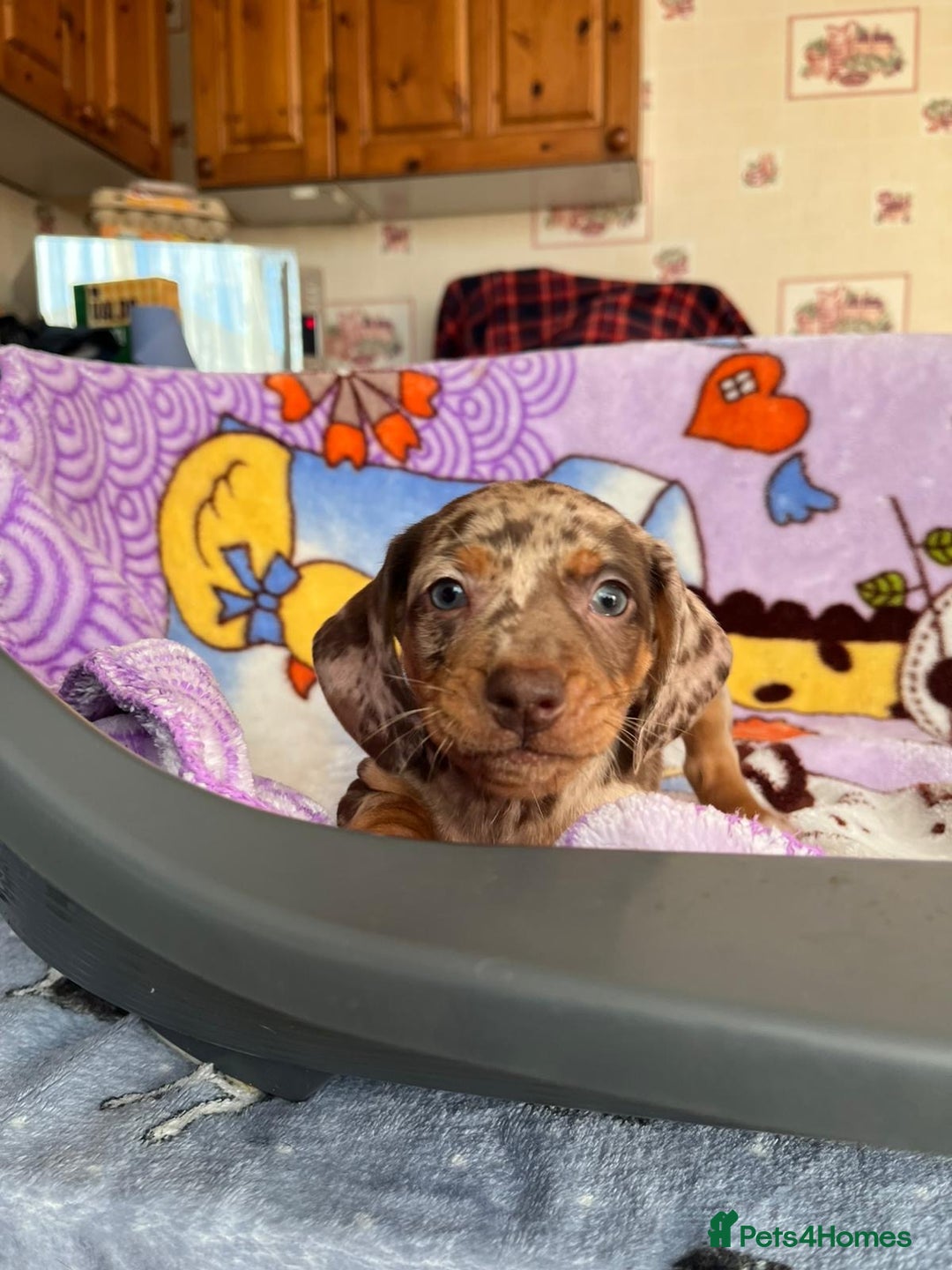 Dachshund dogs for sale: Just one girl left. Ready for her new homes - Advert 11