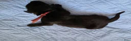 Mixed Breed dogs for sale: Rottmation in Plymouth - Advert 7