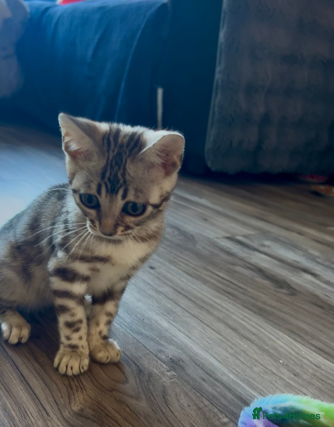 Bengal cats for sale: Exceptional Bengal Kittens- Rare Colours- TICA Reg - Image 5