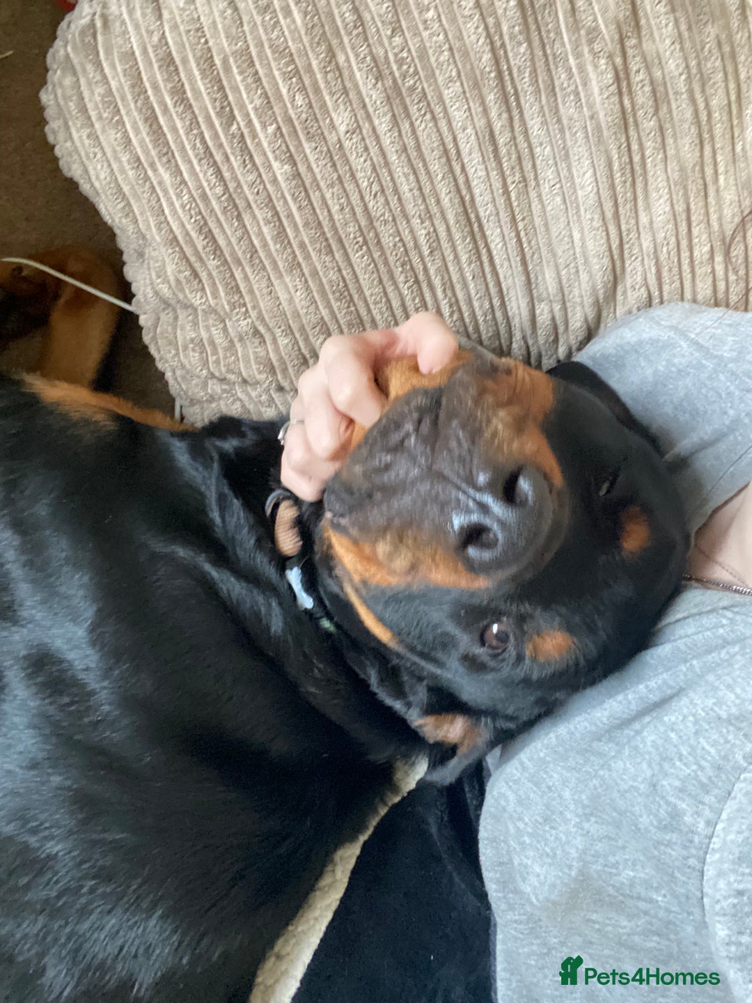 Rottweiler dogs for sale: Chop the Rottweiler  - Advert 8