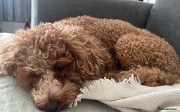 Mixed Breed dogs for sale: Beautiful puppies  - Image 2