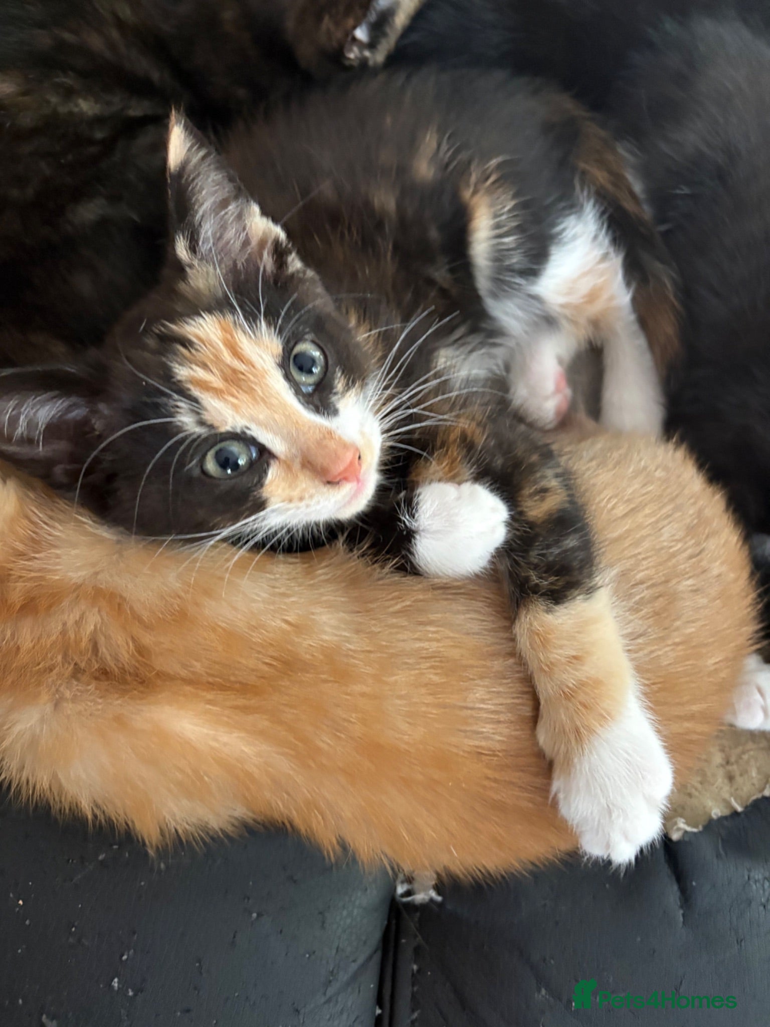Mixed Breed cats Adorable kittens ready for loving homes - Advert 2