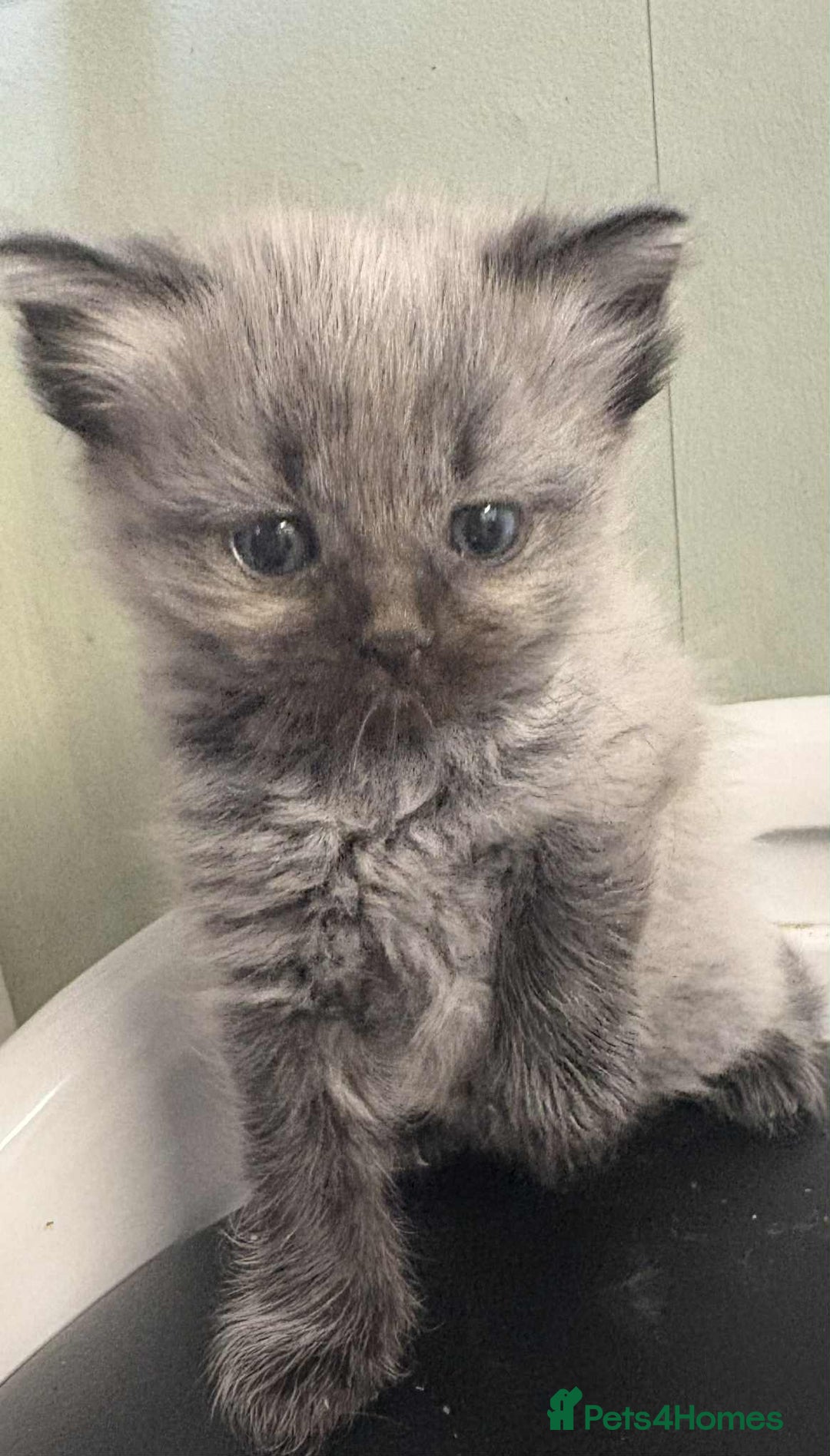 Maine Coon cats for sale: 4 Main Coon cross Ragdoll - Image 7