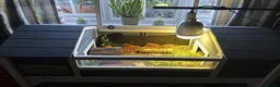 Tortoise reptiles for sale: Horsfield Tortoise and full set up - Advert 1