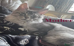 Maine Coon cats for sale: Beautiful pedigree maine coons, open to offers - Image 20