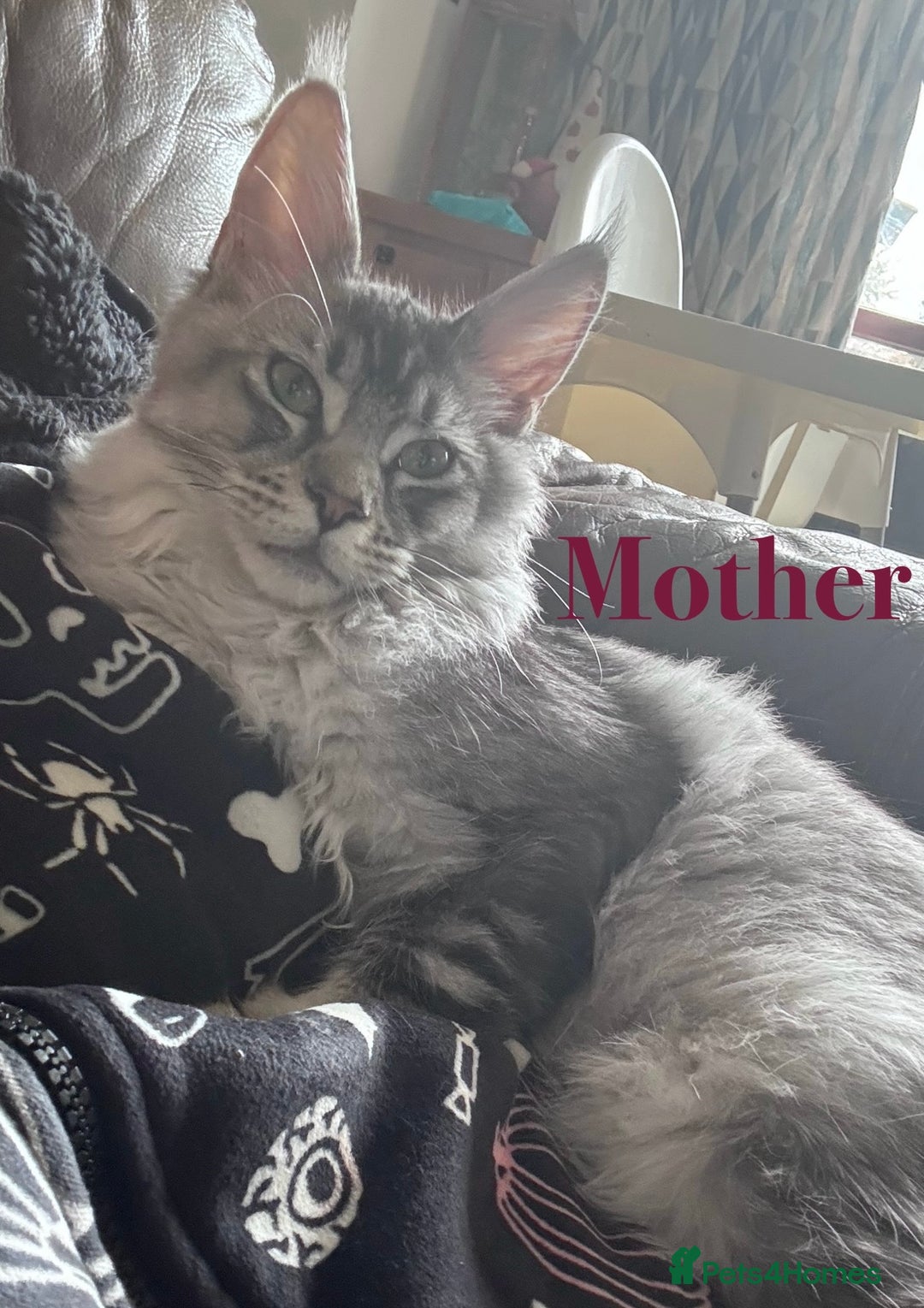Maine Coon cats for sale: Beautiful pedigree maine coons, open to offers - Image 20