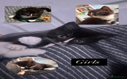 Mixed Breed cats for sale: 5 beautiful kittens  - Advert 2