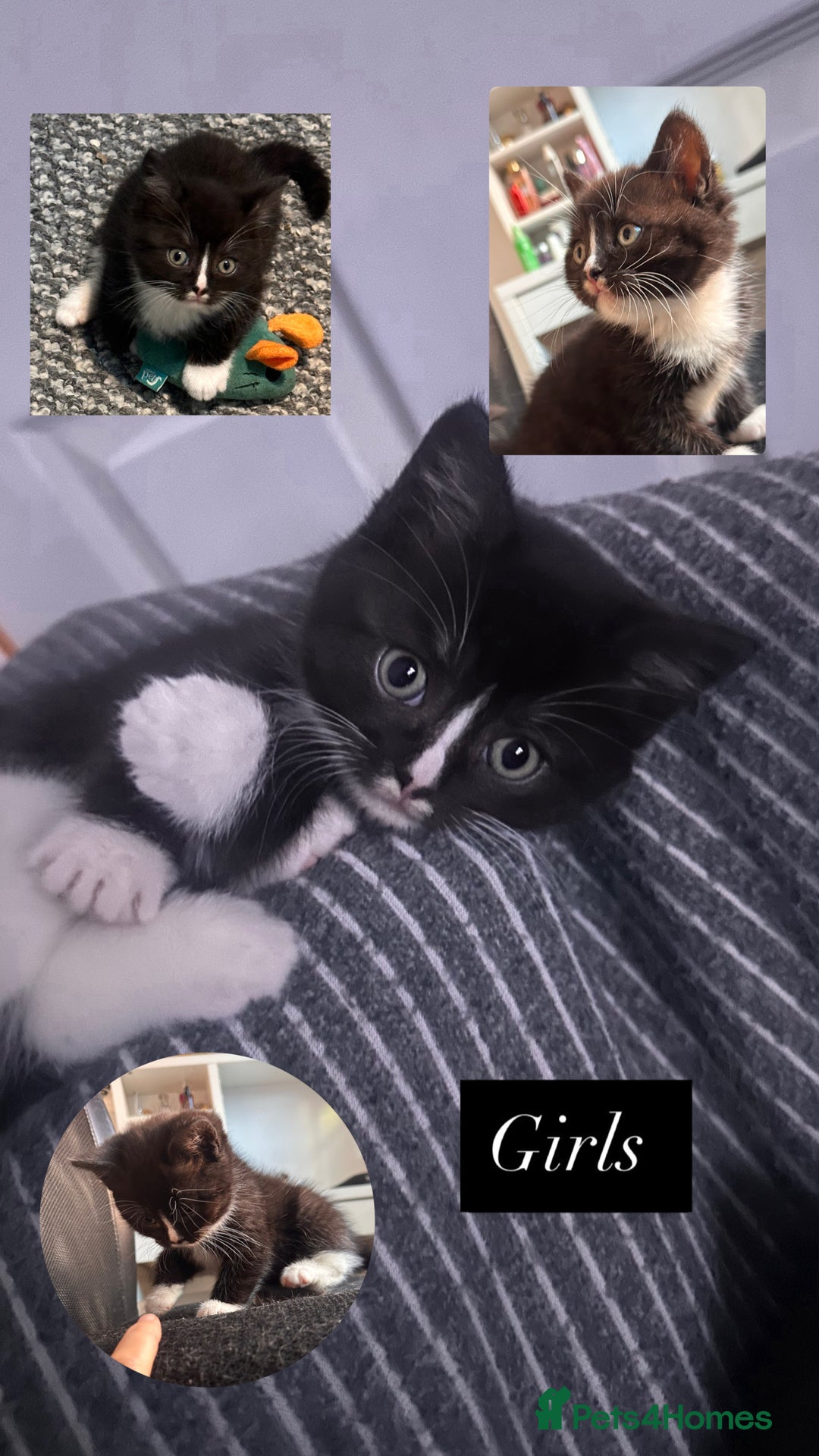 Mixed Breed cats for sale: 5 beautiful kittens  - Advert 2