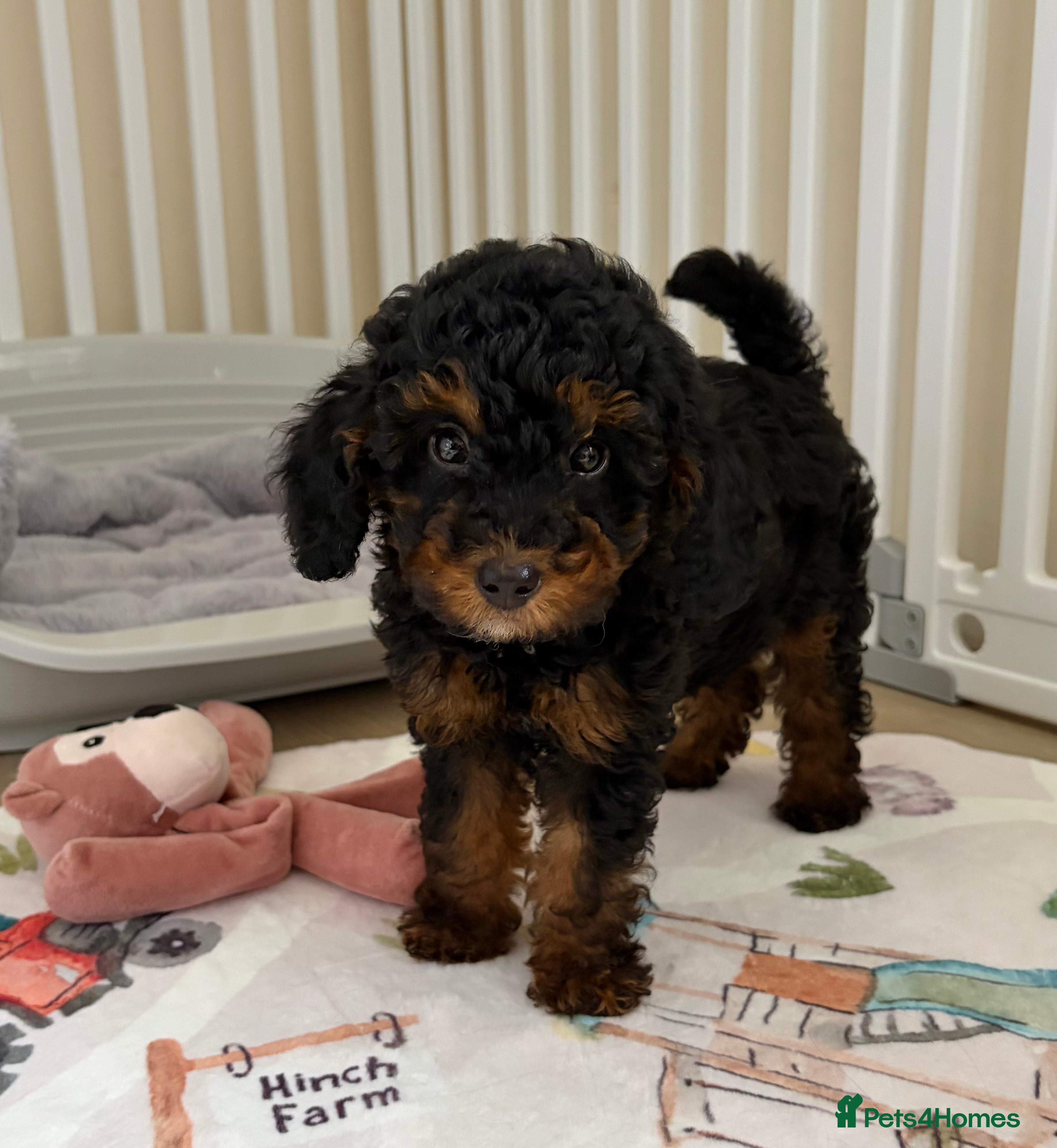 Toy Poodle dogs Health tested Toy Poodle puppies  - Advert 2