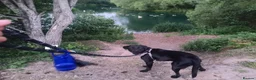 Labrador Retriever dogs for sale: Adorable Black Lab in Whitchurch - Advert 3