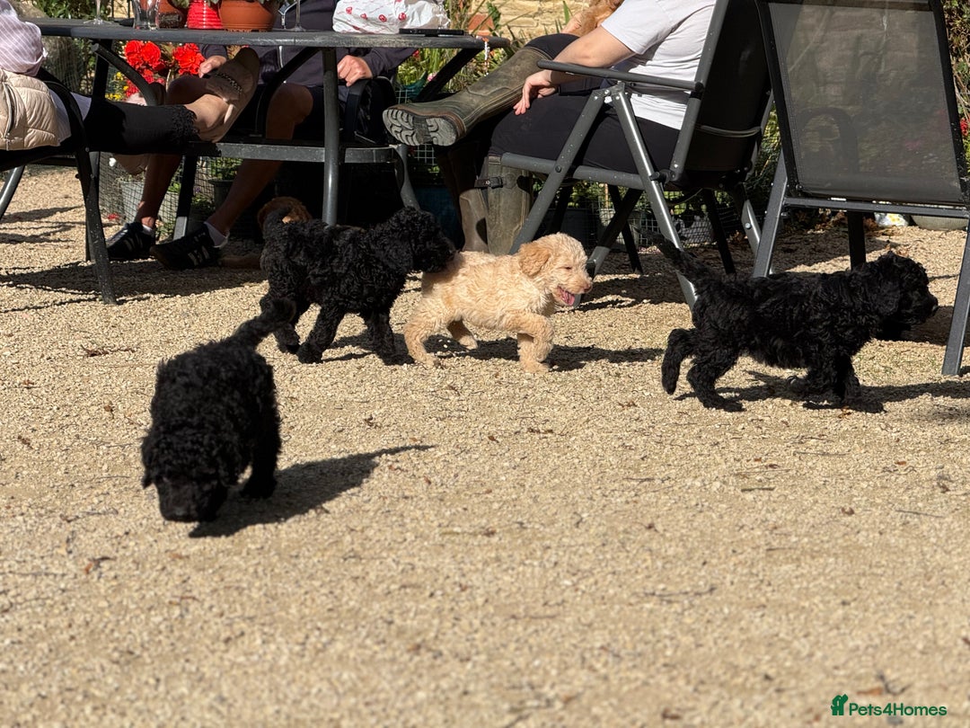 Labradoodle dogs for sale: F1b 3rd generation Labradoodles  - Image 12