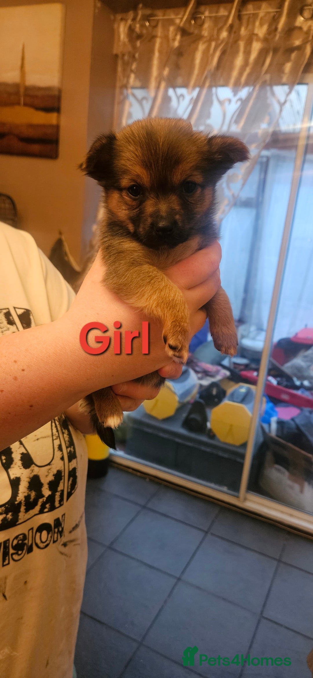 Mixed Breed dogs for sale: Yorkie Pom's for sale - Advert 4