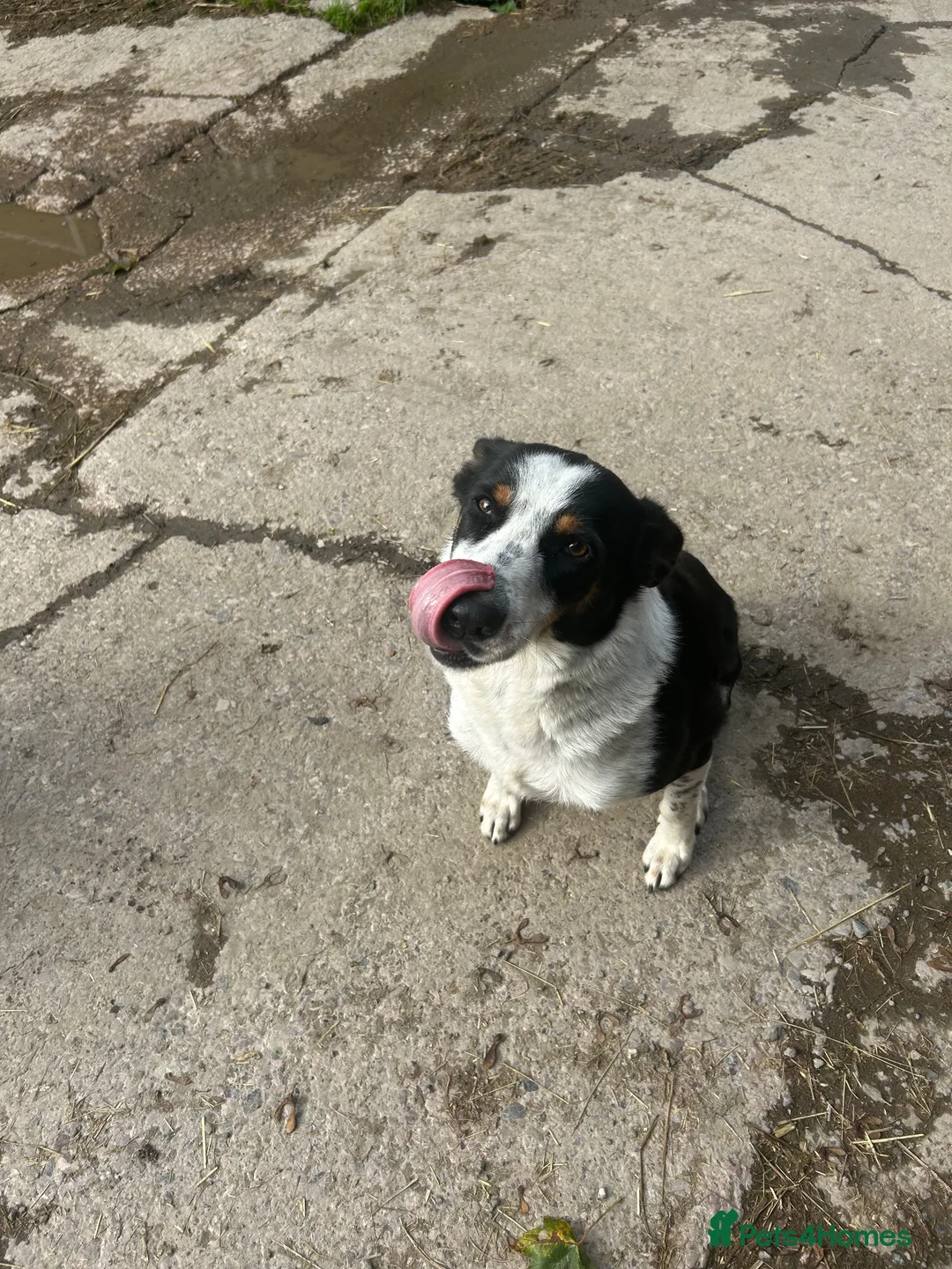 Border Collie dogs for sale: Border Collie puppies for sale 💙💙💙 - Advert 21