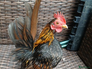 Chickens poultry 1 handsome serama Cockerell left - Advert 24