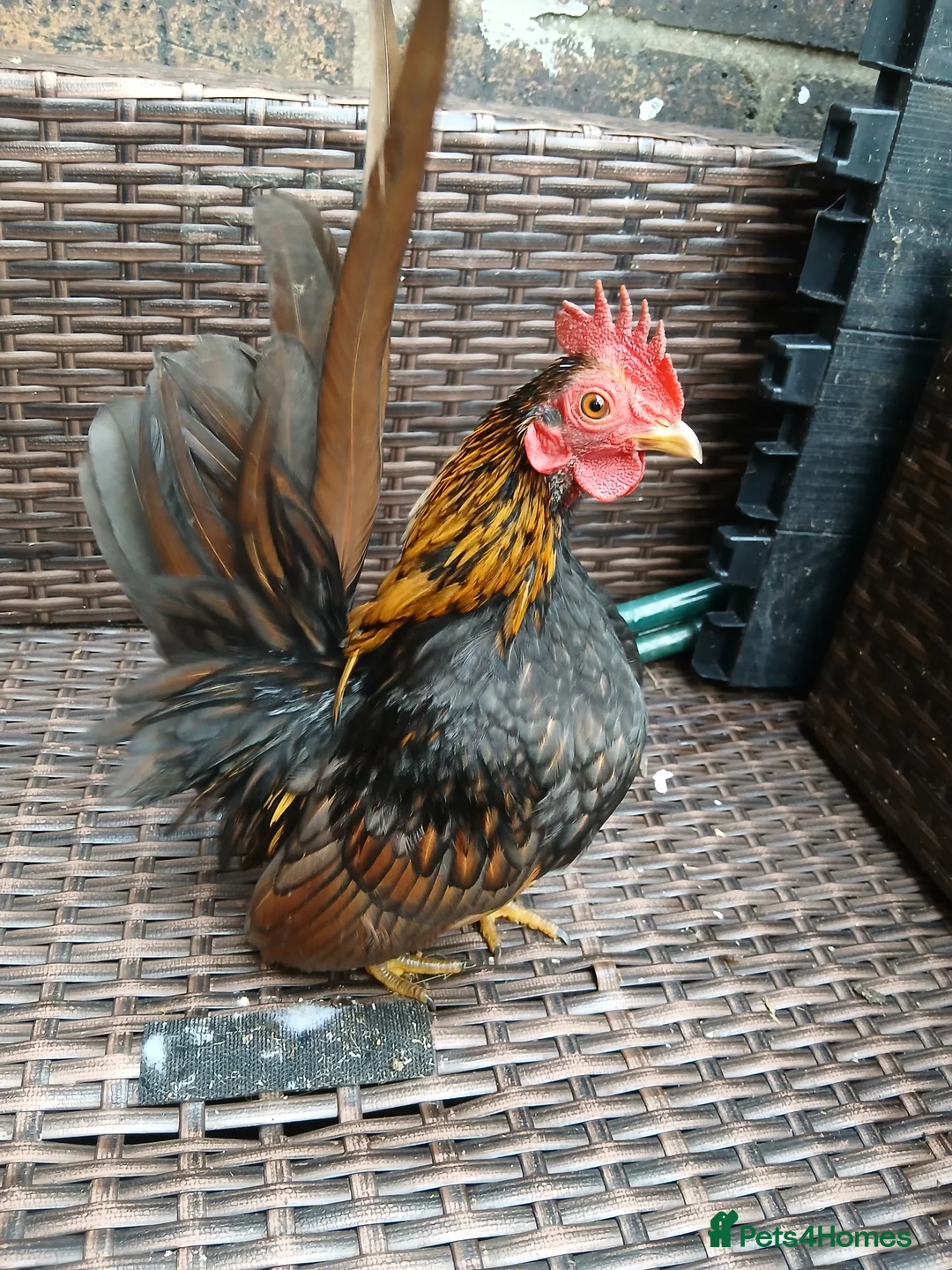 Chickens poultry for sale: 1 handsome serama Cockerell left  - Advert 1