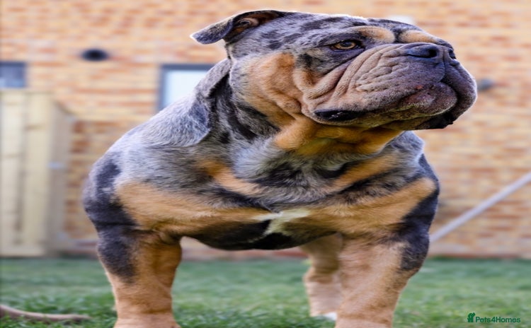 Olde English Bulldogge dogs in Northallerton - Advert 1