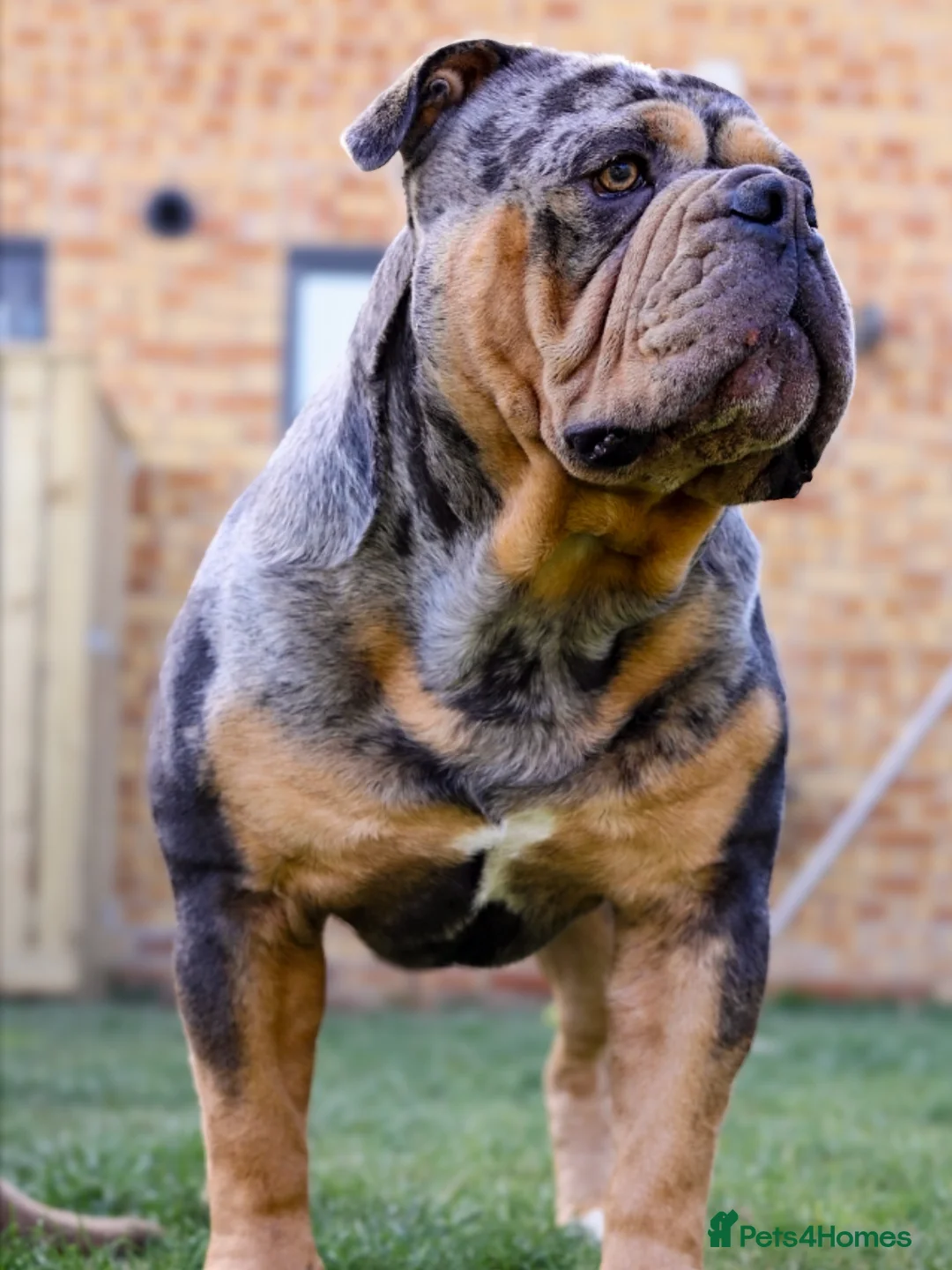 Olde English Bulldogge dogs for stud: Bullplanet's King Titan DNA/BVA Eye/BVA Hip/Elbow in Northallerton - Advert 5