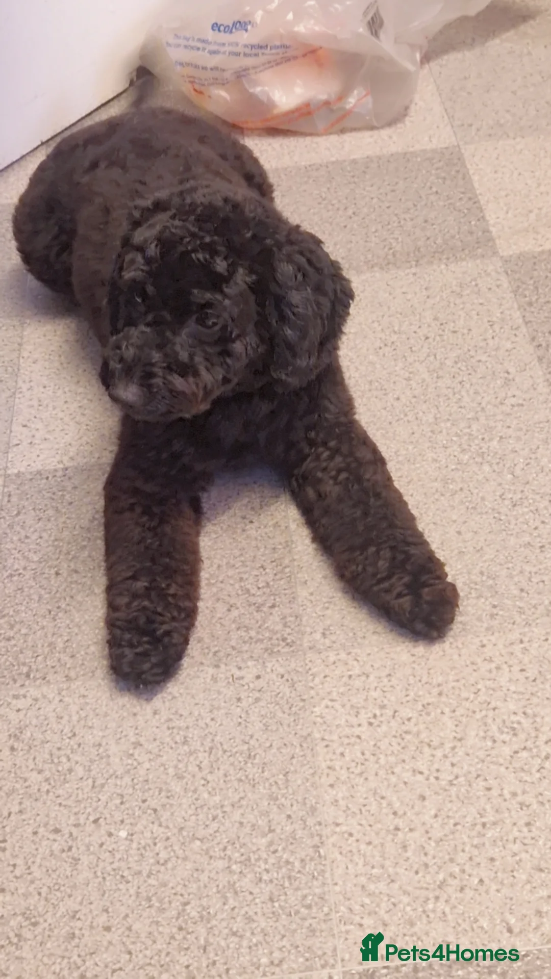 Cockapoo dogs for sale: Toy cockerpoos  - Advert 4