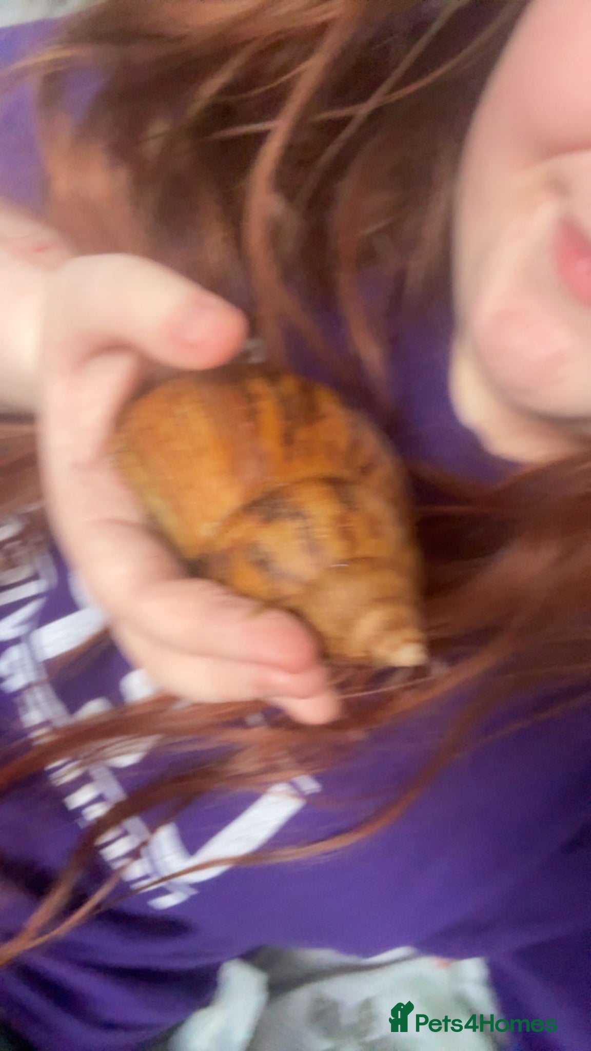 Snails invertebrates for sale: ALBINO gals for sale - Advert 4