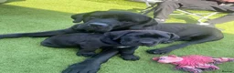 Cane Corso dogs for sale: Big chunky cane corso puppies  in Bristol - Advert 14