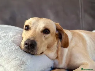 Cockerdor dogs 8 Beautiful Cockerdor puppies - Advert 14