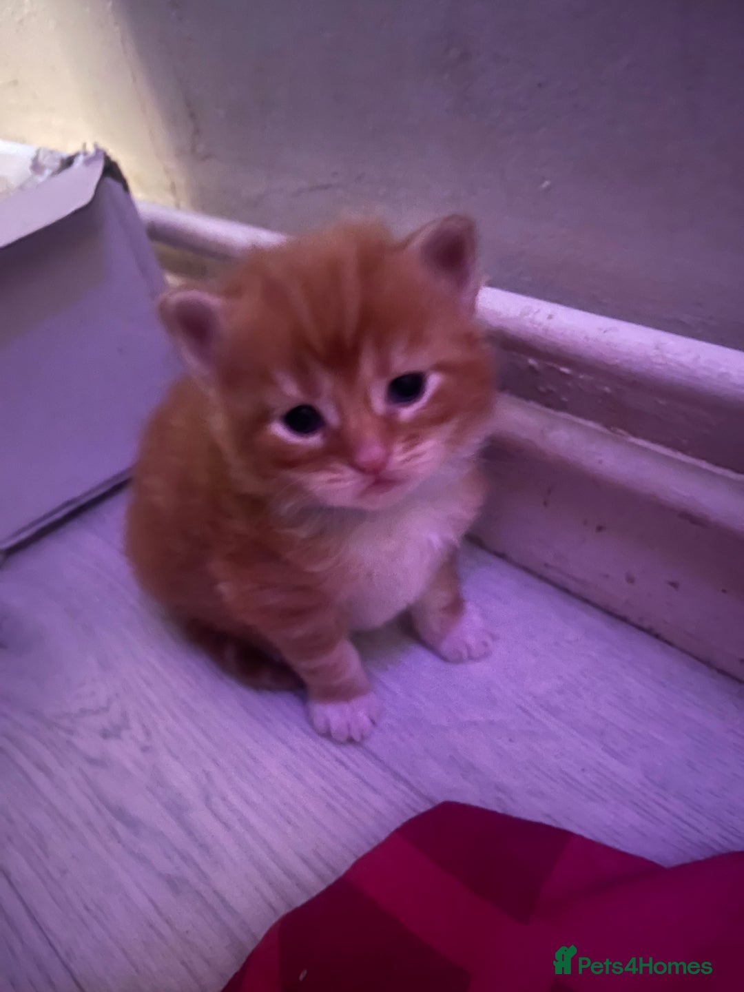 Maine Coon cats for sale: stunning maincoon babies  - Advert 2