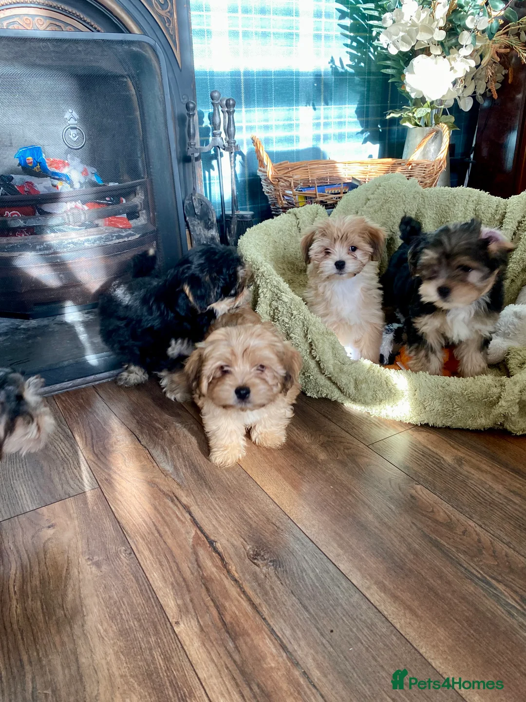 Morkie dogs for sale: Morkie puppies  - Advert 7