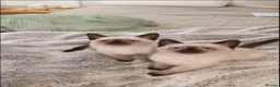 Siamese cats for sale: Siamese Kittens  in London - Advert 2