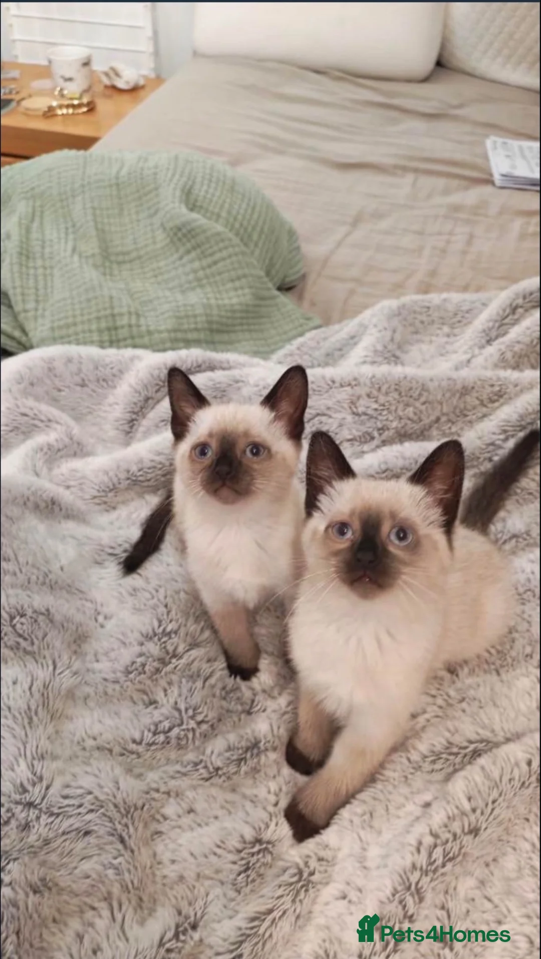 Siamese cats for sale: Siamese Kittens  in London - Advert 2