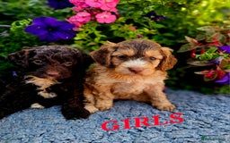Cockapoo dogs for sale: Top quality F1 health tested cockapoos  - Image 9